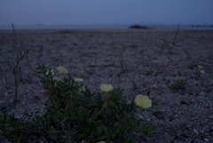 Carl Zeiss Distagon 2,8/25 ZS T*