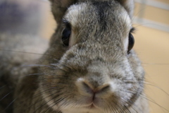 うさぎ2