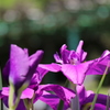 花菖蒲