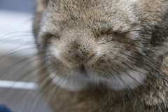 うさぎ1