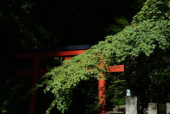 西国三十三所巡り 岡寺