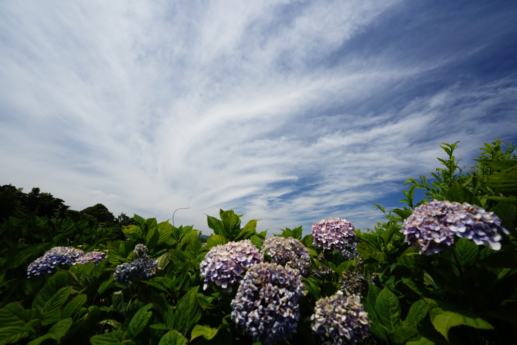 千早赤阪村 棚田と紫陽花