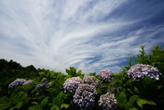 千早赤阪村 棚田と紫陽花