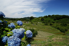 千早赤阪村 棚田と紫陽花1
