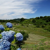 千早赤阪村 棚田と紫陽花1