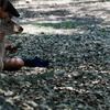奈良鹿公園