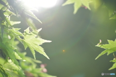 眩しい季節