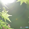 眩しい季節