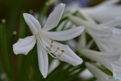 agapanthus