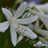 agapanthus