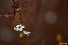 今は黙って春を待とう
