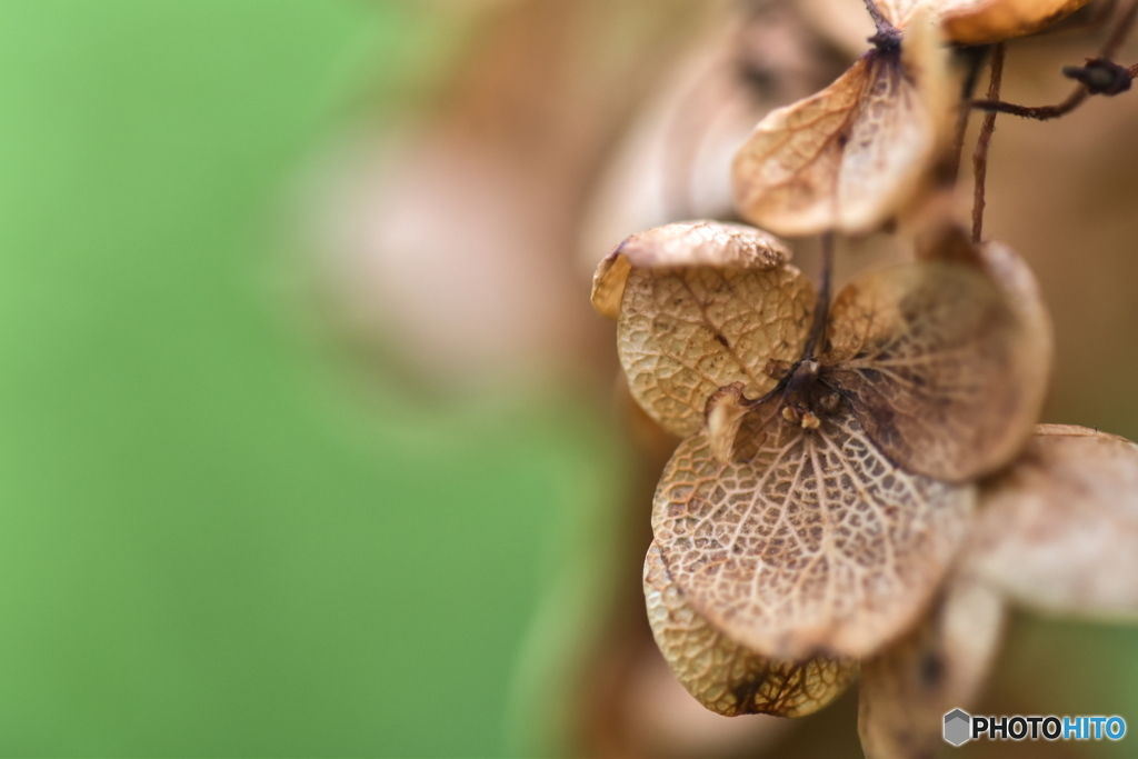 hydrangea