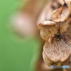 hydrangea