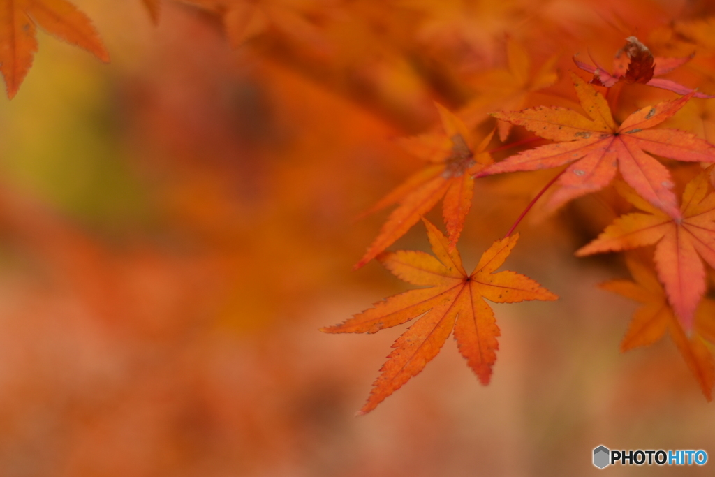 紅葉