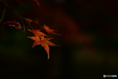 紅葉①