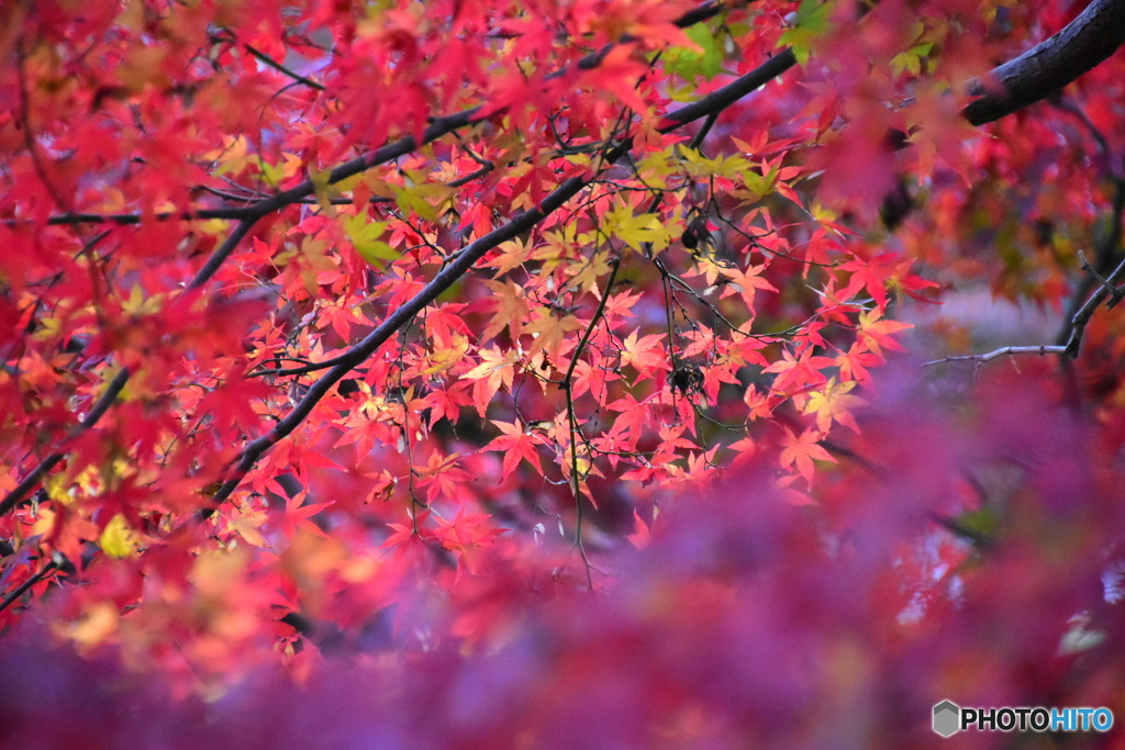 紅葉
