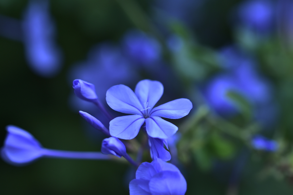 瑠璃茉莉