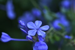 瑠璃茉莉