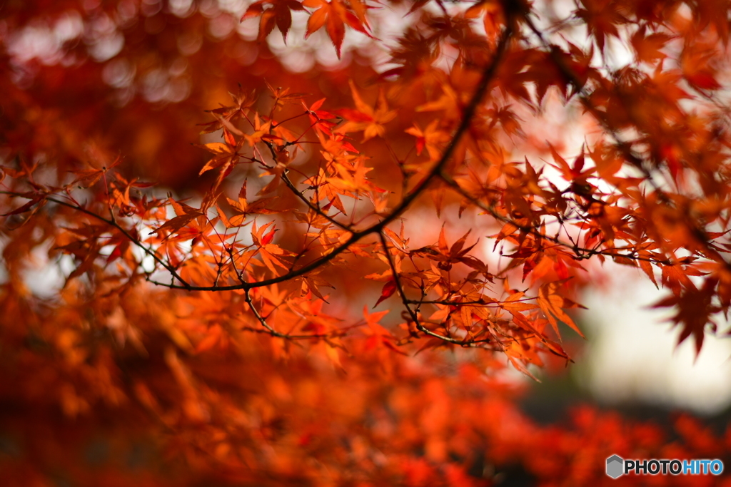 紅葉