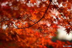 紅葉