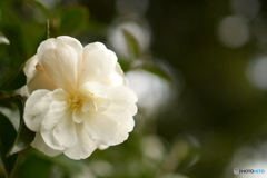 山茶花