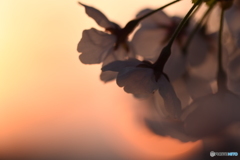 ～朝陽〜