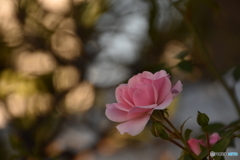 朝の光は優しくて…