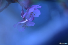 河津桜