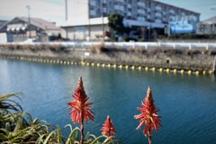 川辺の花Ⅱ