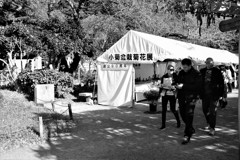 小菊盆栽菊花展