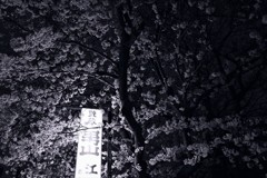 夜桜