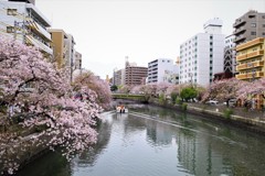 大岡川桜