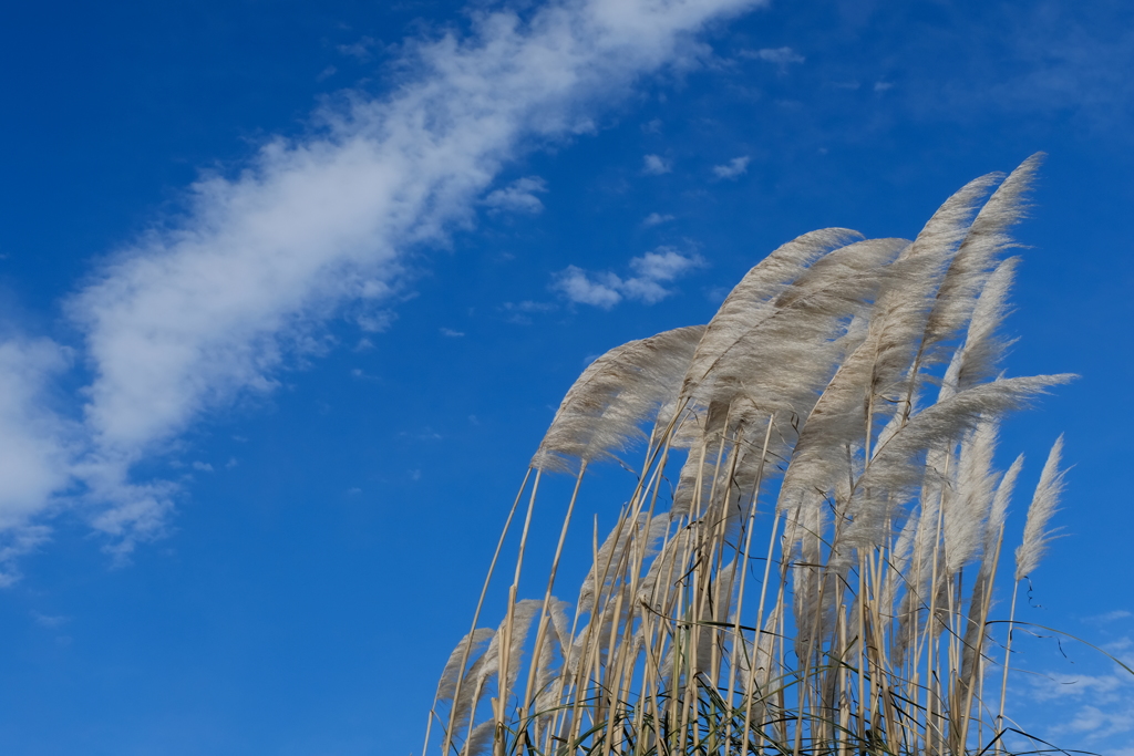 冬空