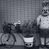 コック