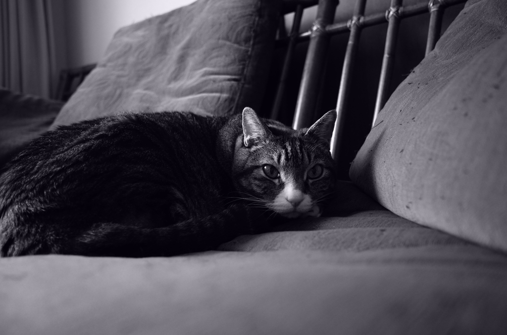 家猫