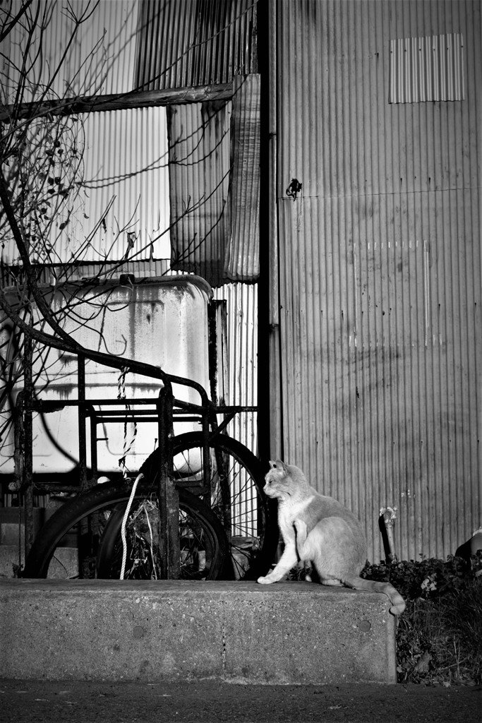 リヤカーと猫