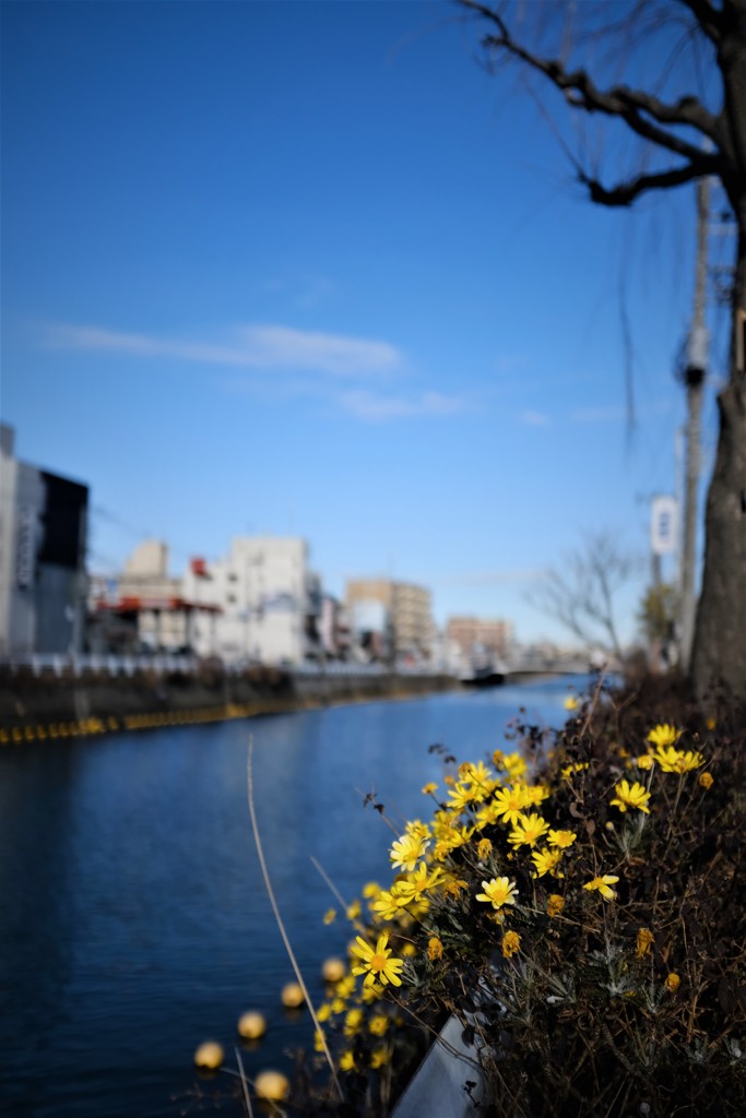 川辺の花Ⅰ