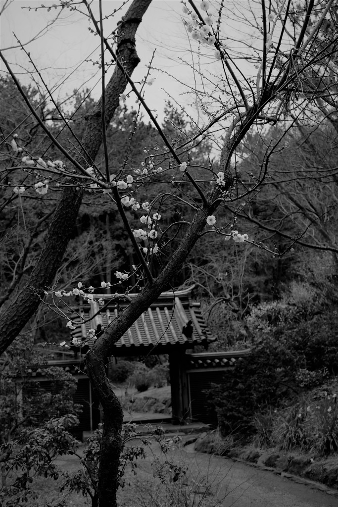 白梅