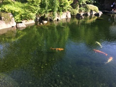 大きな鯉とカルガモの親子