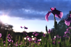 花菖蒲 その2