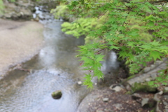 奈良公園