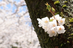 琵琶湖桜