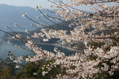 琵琶湖桜