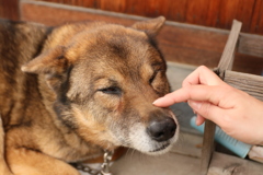 かわいい犬