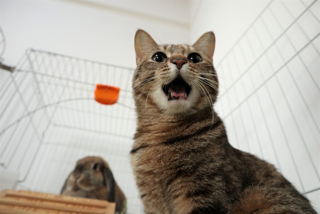猫とうさぎ