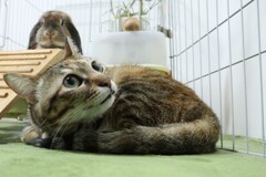 猫とうさぎ