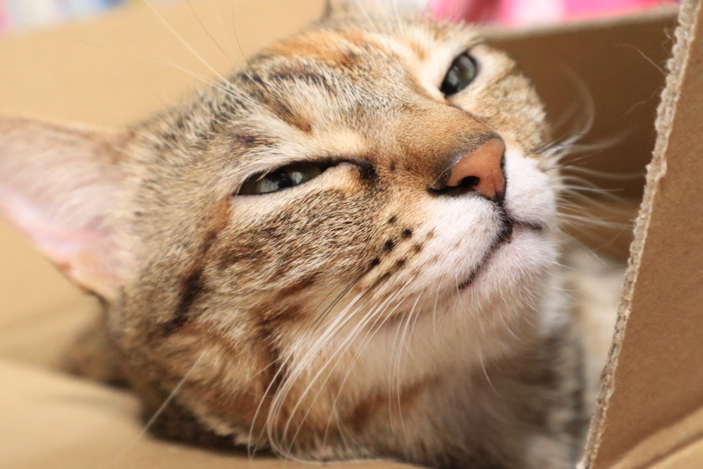 夢見る猫