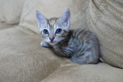 子猫