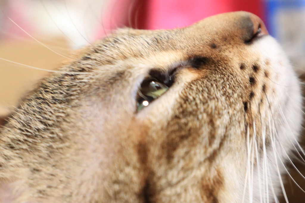夢から覚めた猫