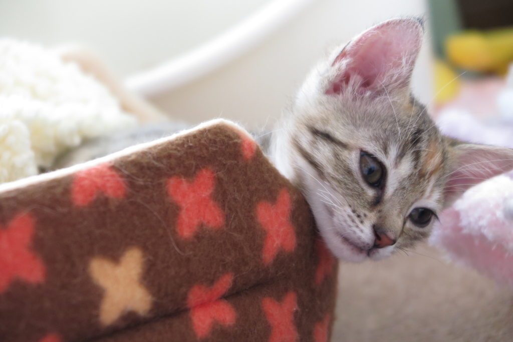 子猫